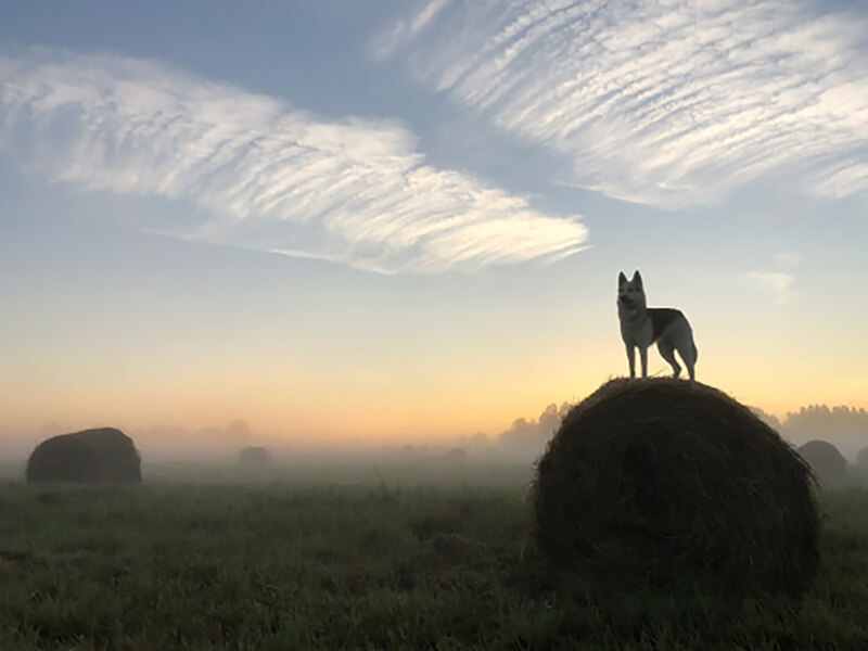Рассвет в поле со стогами сена и собакой